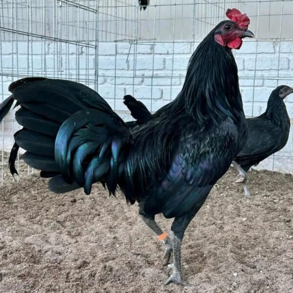 Order Warhorse Gamefowl