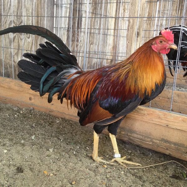 Buy sweater stag gamefowl