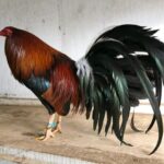 kelso gamefowl for sale