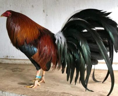 kelso gamefowl for sale