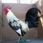 Buy law grey gamefowl