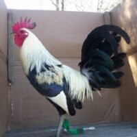 Buy law grey gamefowl