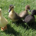 ASSORTED-DUCKLINGS.jpg