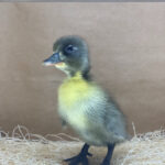 Blue Swedish Ducks for Sale