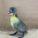 Blue Swedish Ducks for Sale