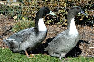 Blue Swedish Ducks for Sale Blue Swedish Ducks for Sale