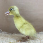 Buff Orpington Ducks for Sale