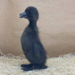 Cayuga Ducklings for Sale