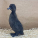 Cayuga Ducklings for Sale