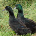 Cayuga Ducklings for Sale