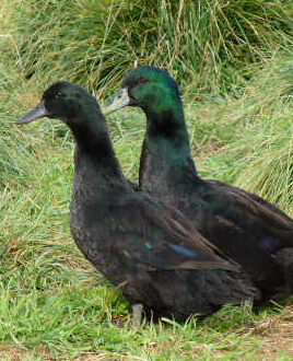 Cayuga Ducklings for Sale