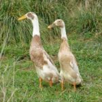 Runner Ducks for Sale