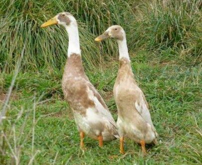 Runner Ducks for Sale