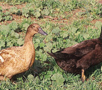 Golden 300 Ducks for Sale