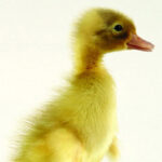 Runner Ducks for Sale