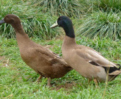 Khaki Campbell Ducks for Sale