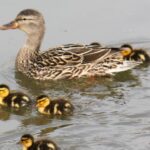 Mallard Ducks for Sale