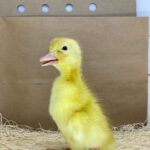 Pekin Ducks for Sale