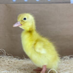 Pekin Ducks for Sale