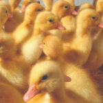 Pekin Ducks for Sale