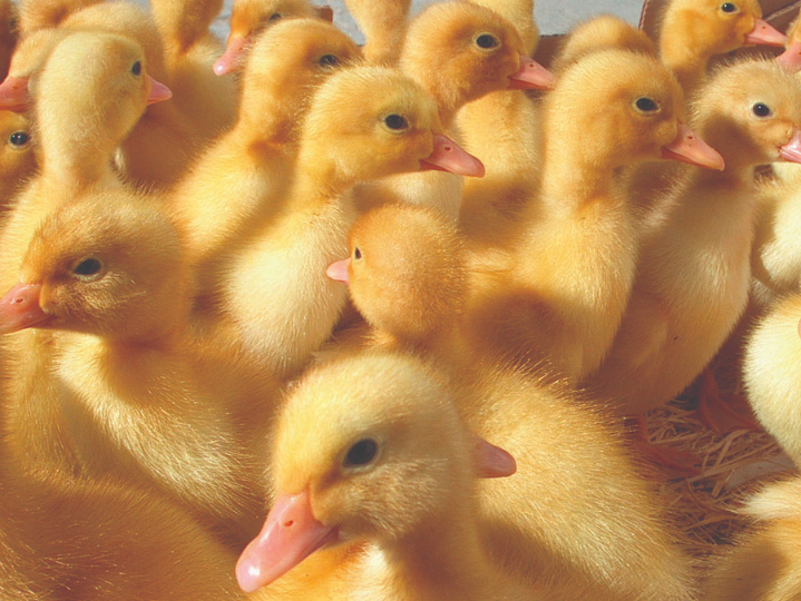 PEKIN-DUCKLINGS.jpg