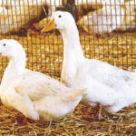 Pekin Ducks for Sale