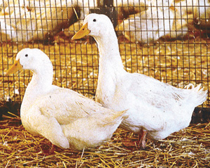 Pekin Ducks for Sale Pekin Ducks for Sale