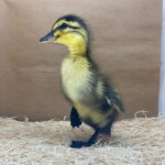 Rouen Ducks for Sale