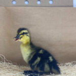 Rouen Ducks for Sale