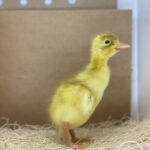 Runner Ducks for Sale