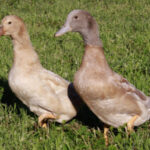 Buff Orpington Ducks for Sale