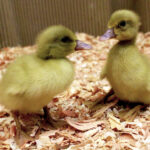 Buff Orpington Ducks for Sale