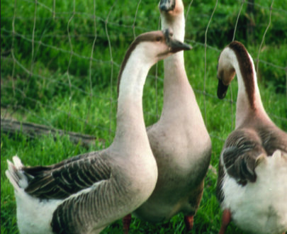 African Goose