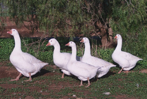 Geese-EMBDEN-FLOCK