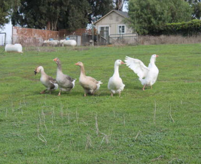 Mixed Geese