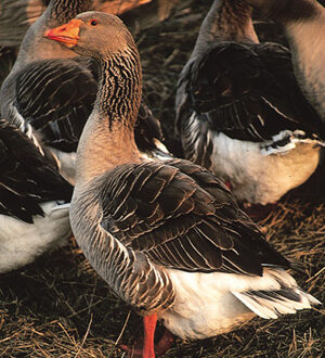 Toulouse Goose