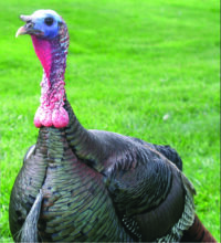 Turkey2