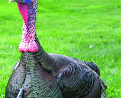 Bronze Turkey