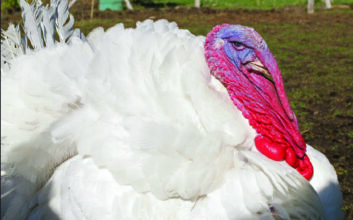WhiteTurkey