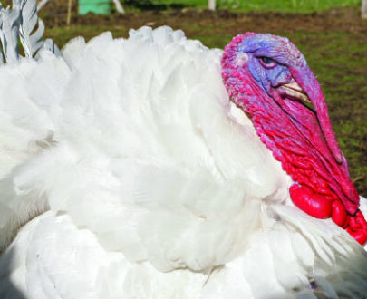 White Turkey